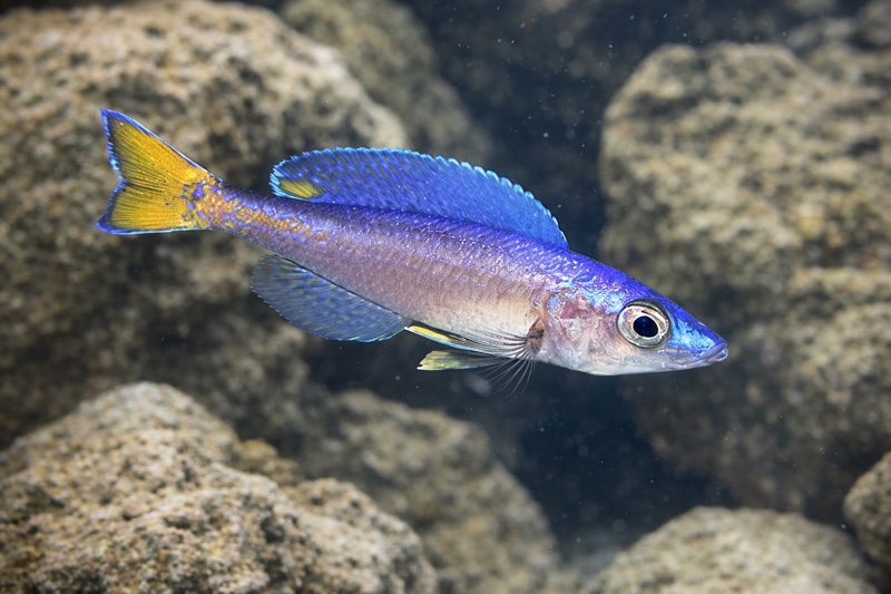 Cyprichromis leptosoma 'Malasa'